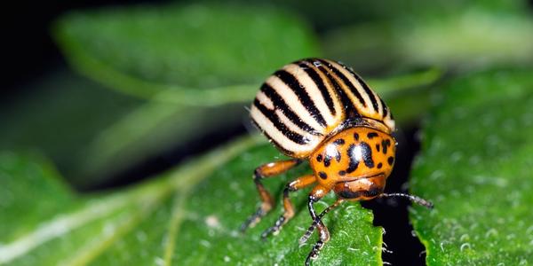 Cum să scapi de gândacul de Colorado – soluții eficiente pentru protecția plantelor