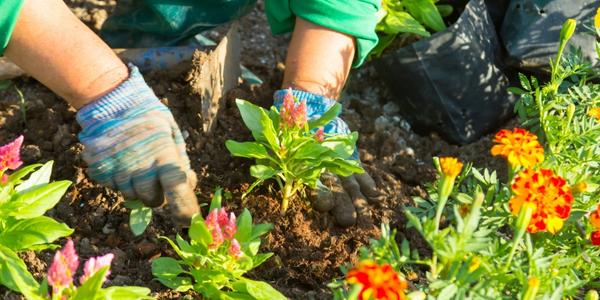 Protecția plantelor – cele mai frecvente întrebări și răspunsuri corecte