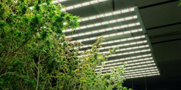 Convertor de unități pentru iluminatul plantelor