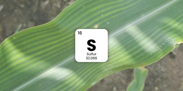 Sulful – cum recunoști deficitul de sulf la plante?