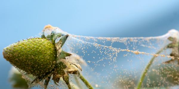 Cum să scapi de păianjenul roșu – soluții naturale și eficiente