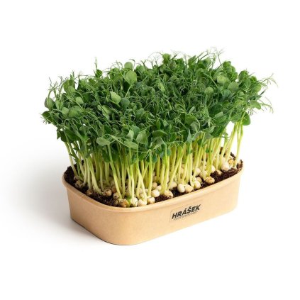 55397 1 sada pro domaci pestovani microgreens hrasek affyla