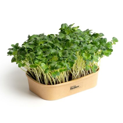 55403 1 sada pro domaci pestovani microgreens redkev daikon