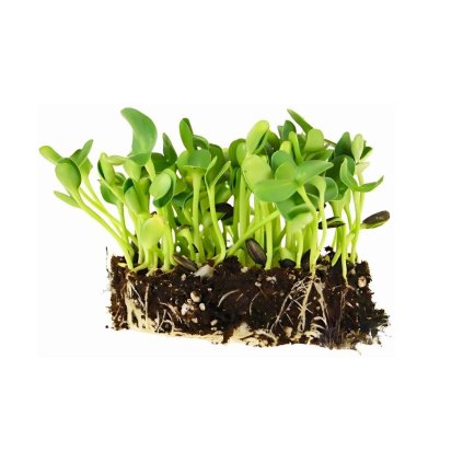 slunecnice black oil