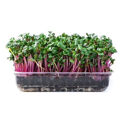 Redkvicka Kvarta seminka na kliceni