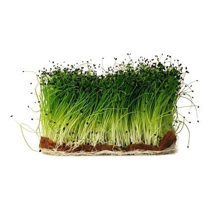 cibule kuchynska globo seminka na kliceni