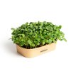 55406 1 sada pro domaci pestovani microgreens slunecnice