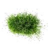 cibule kuchynska globo pro pestovani microgreens