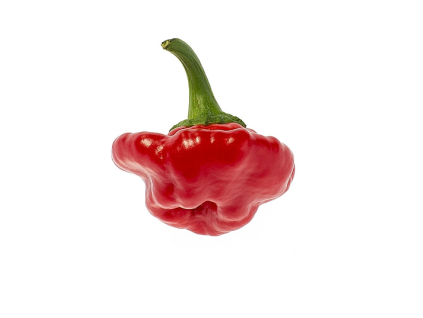 chilli JAMAICAN ROSSO