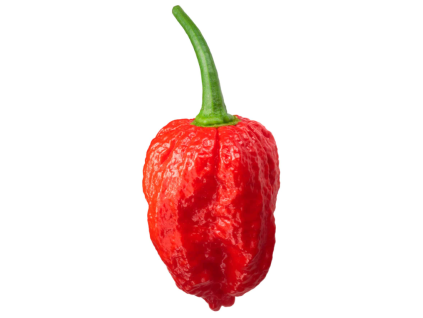 chilli NAGA MORICH