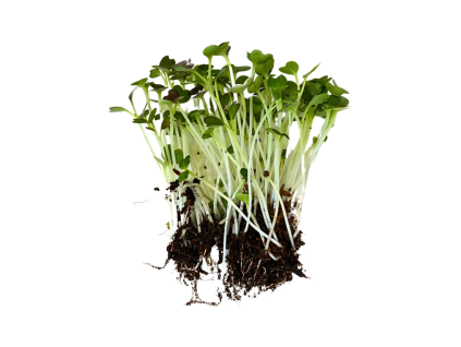 pak choi red