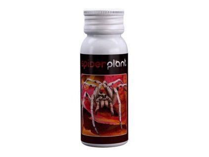 8079 2 spiderplant60