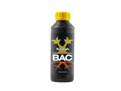 24933 1 b a c yuccah