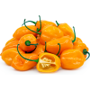 Hot Chilli Pepper Habanero Orange