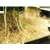 1538 7 nft gro tank gn 424