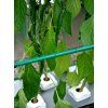 1538 9 nft gro tank gn 424
