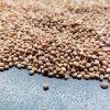 37202 redkvicka red coral na microgreens 100 g