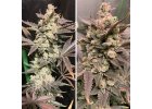 skywalker hazefghdzh