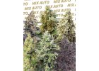 sweet mix auto