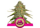 og kush