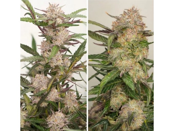 Screenshot 2025 03 04 at 11 45 10 Auto Mimosa Punch 3 ks GROWER.sk