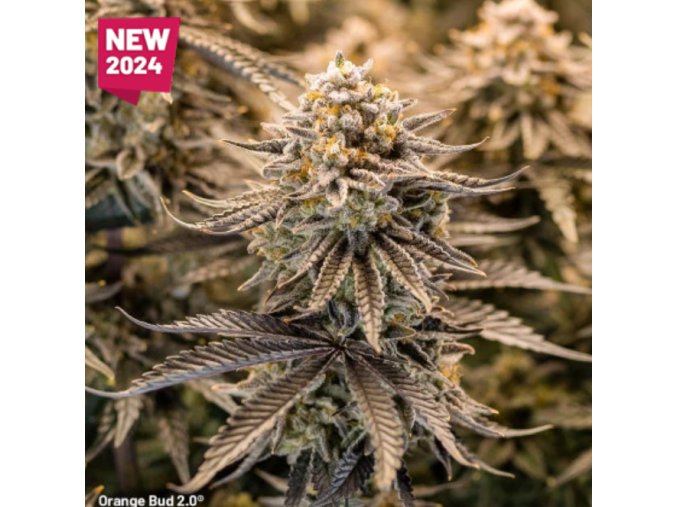 Screenshot 2025 03 27 at 11 32 01 Buy Orange Bud 2.0® Feminised Seeds Dutch Passion UK