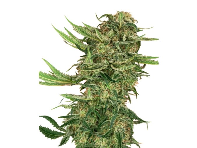 N13 Kush Fem.