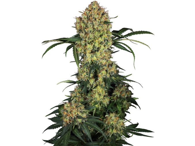 0000080 aloha og feminized seeds 800
