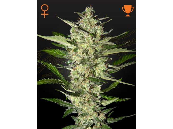 Flowerbomb Kush aakz mv