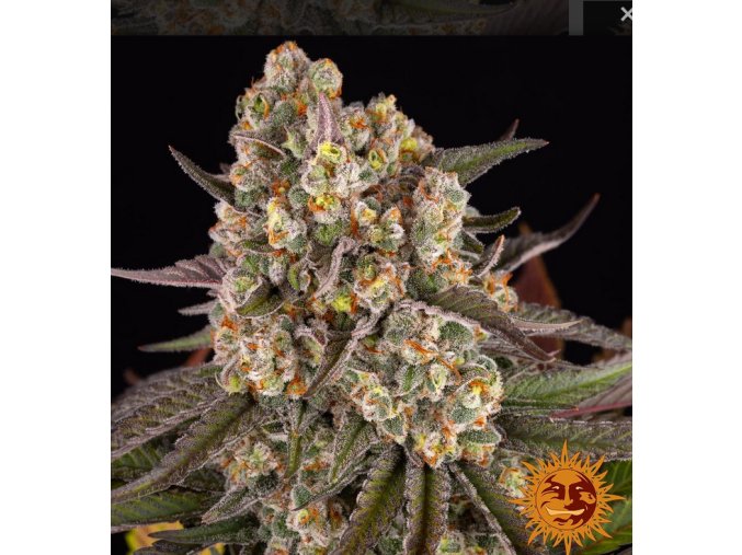 Screenshot 2025 04 25 at 13 53 57 Limoncello Weed Strain BARNEYS FARM