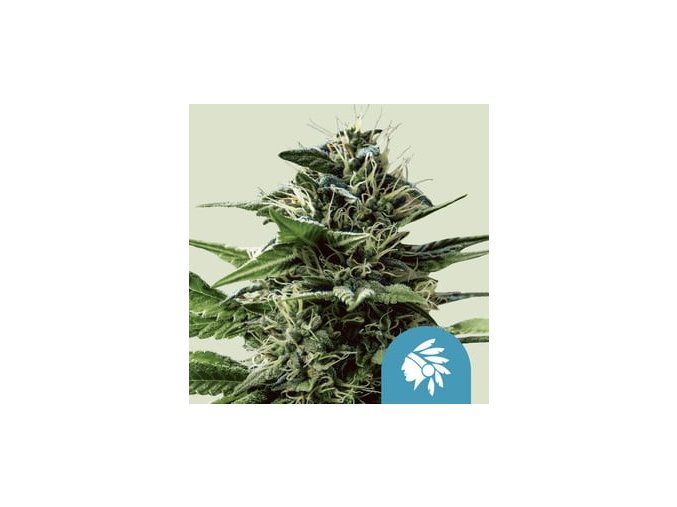 tatanka pure cbd
