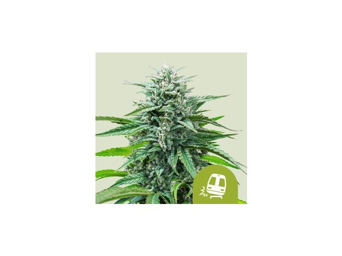 trainwreck automatic