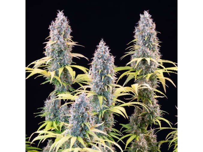trainwreck