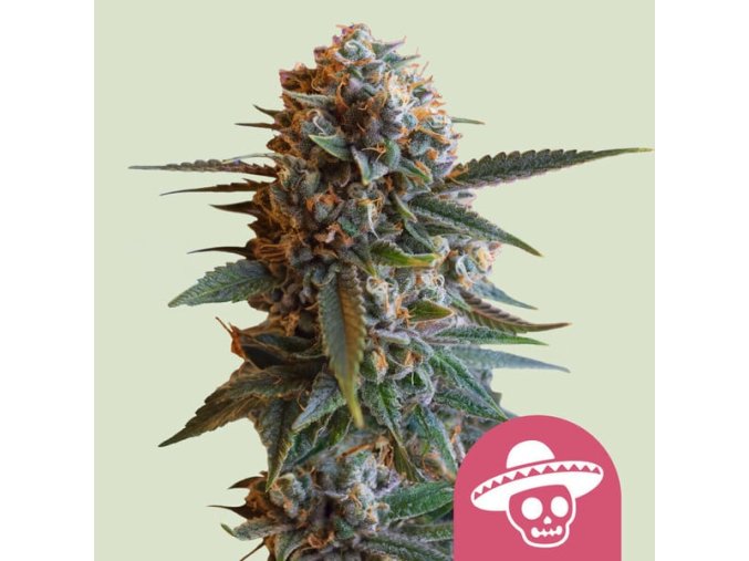 mexican rush