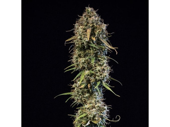 haze berry automatic