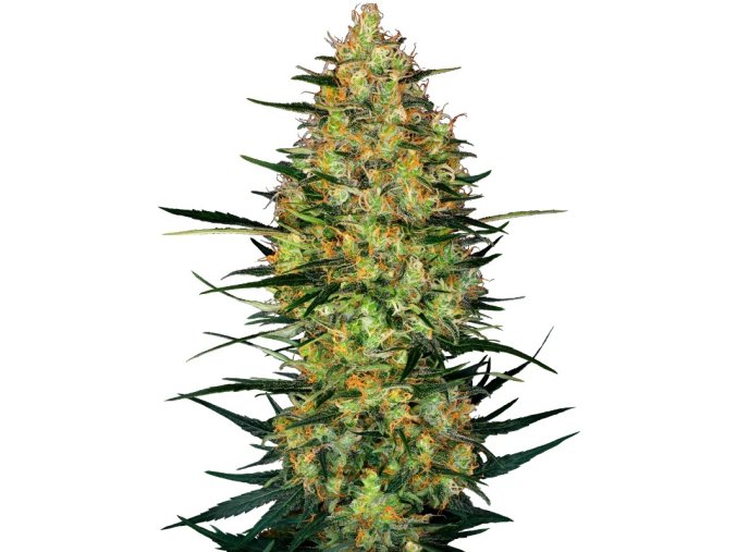 0000095 caramellow kush automatic seeds 800