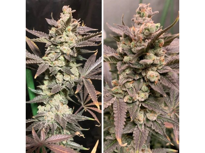skywalker hazefghdzh
