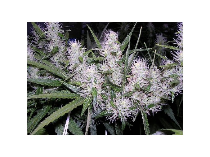 Masterkush 5 ks