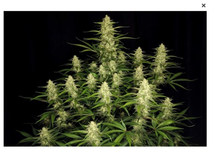 Screenshot 2025 07 11 at 11 00 42 Papaya Cookies Auto GROWER.sk