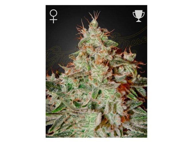 Screenshot 2025 08 06 at 10 16 55 Lemon Skunk 3 ks GROWER.sk