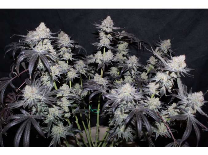 2e15c5a87d05fb4fcbb8b2b1a4acac11