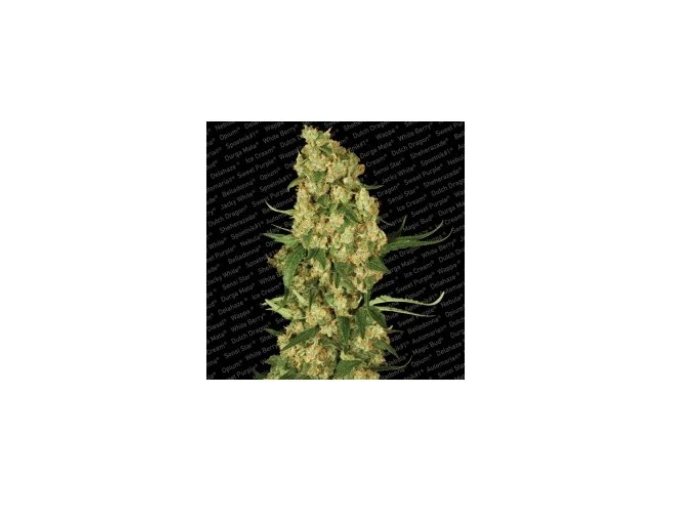 Screenshot 2025 11 25 at 15 44 56 Wappa GROWER.sk