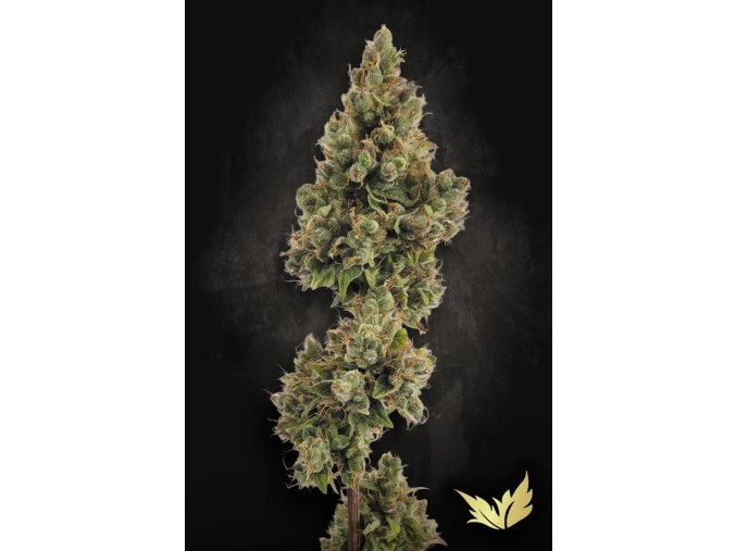 Auto Jack Paradise Seeds 2025