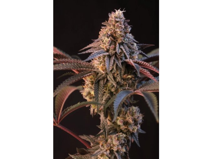 53c3d286c80ba3e040762e7f1f56c358