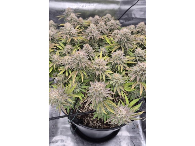 115812e5930cfcb7ec722a65f4dafc6d