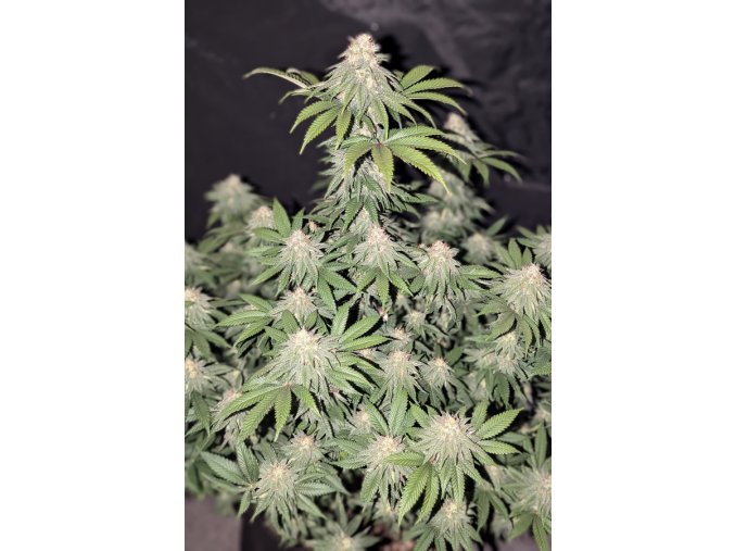 4c34e6c056baa6045c6db699773271df