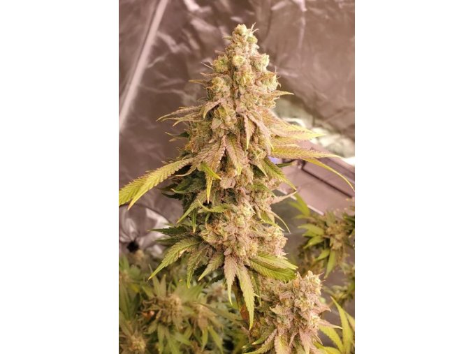 733f641d7d35c2c518ced5480b2bcea2