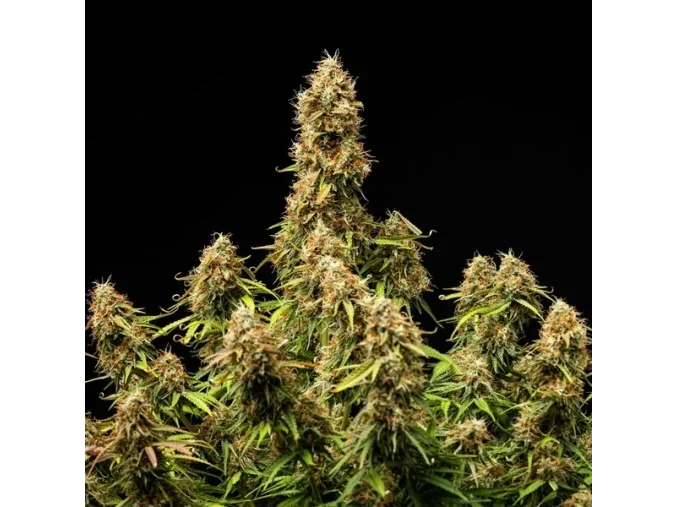 gaia f1