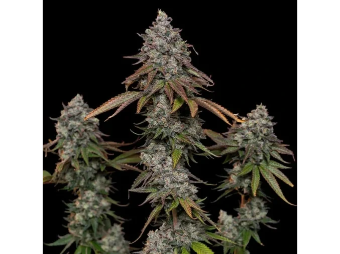 og kush