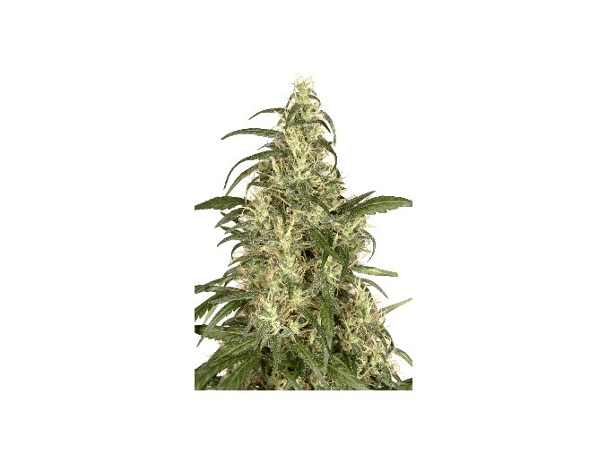 Skunk#11 - 5 ks